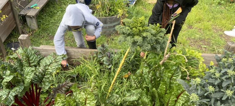 students working in garden